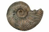 Iridescent, Pyritized Ammonite Fossils - 1" to 1 1/4" - Photo 3